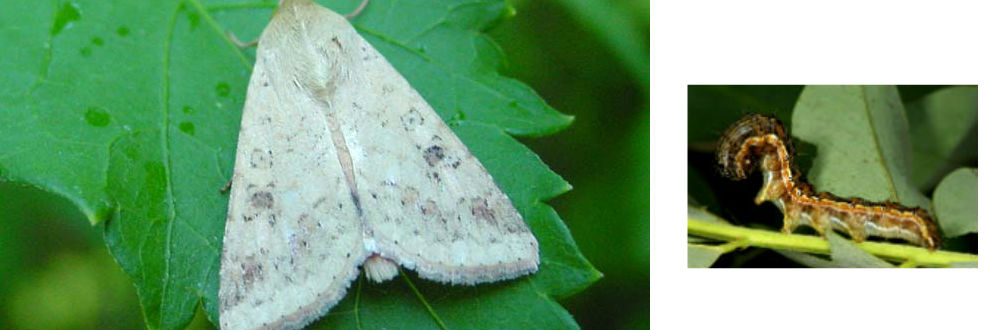Análise da Embrapa constata lagartas Helicoverpas no Vale Paranapanema