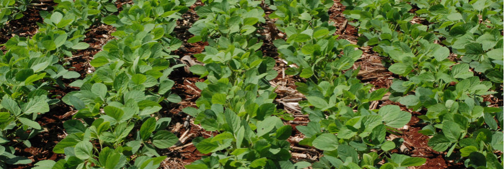 Área plantada de soja aumenta 7% na safra 2013/2014