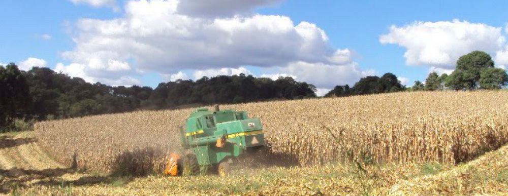 Coopermota participa de pesquisa sobre cultivares do milho safrinha