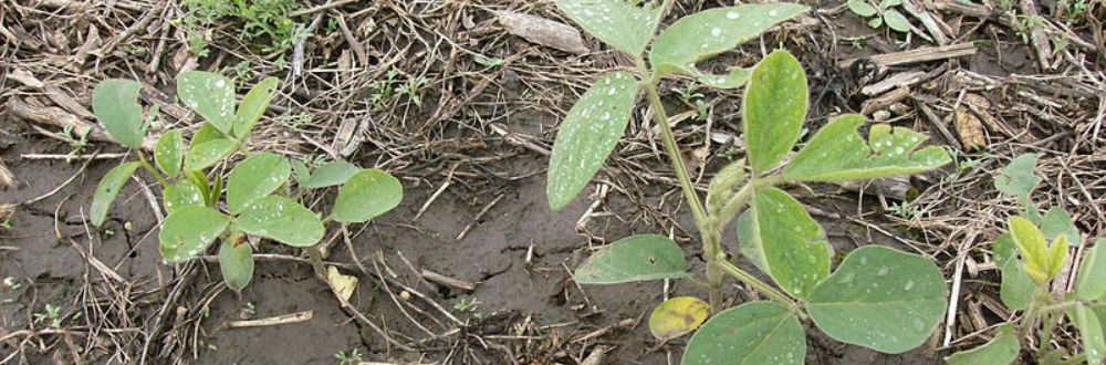 Manejo da lagarta Helicoverpa Armigera será tema de palestra
