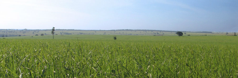 Palestra sobre o controle de pragas na cana será realizada na Coopermota