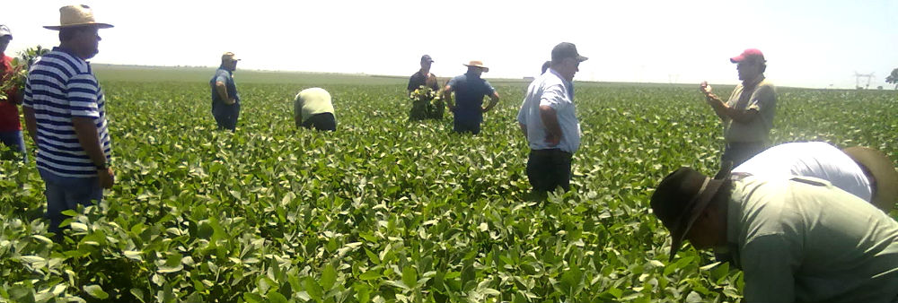 Produtores e agrônomos avaliam eficiência de fertilizante