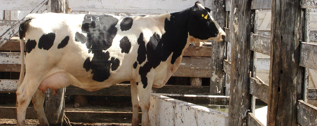 Vacinas contra a Aftosa começam a ser comercializadas na Coopermota
