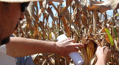 Agendados dias de campo em unidades da Coopermota sobre o milho inverno