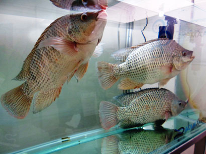 Aquicultura é tema de ciclo em Avaré