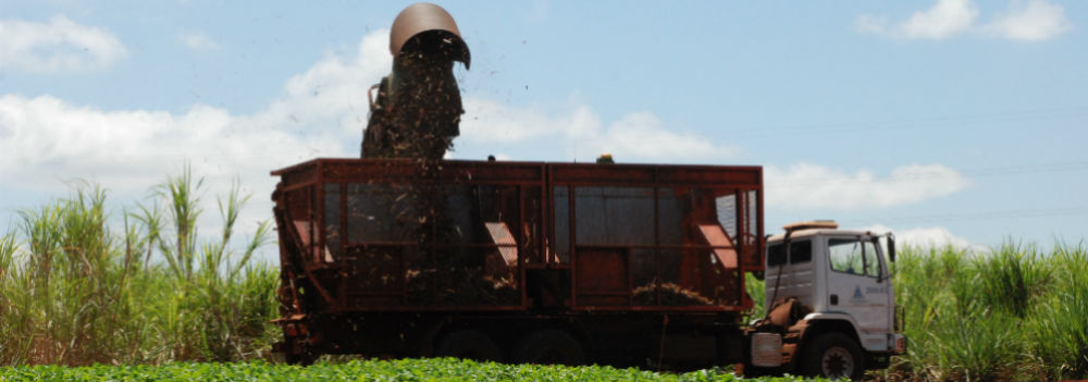 Bioativadores do solo e da planta contribuem para aumento de produtividade
