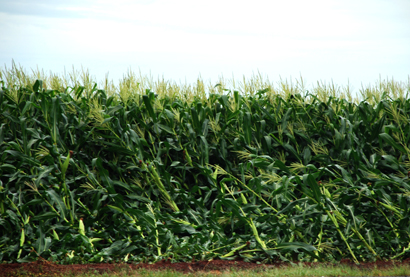 Ciiagro registra mais de 200 milímetros de chuva no município de Cândido Mota