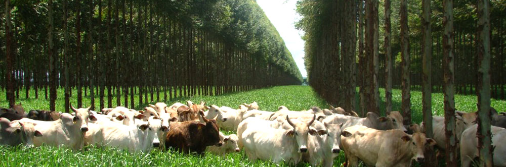 Coopermota oferece palestra sobre integração entre lavoura pecuária e floresta