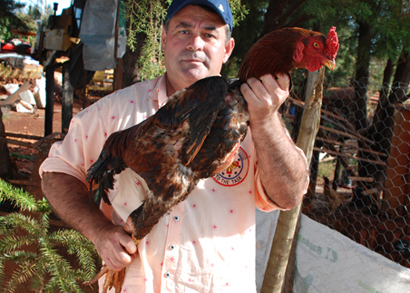 Frango caipira gigante atrai criadores para reprodução e consumo