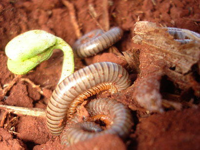 Numerosa população de piolhos de cobra preocupa sojicultor
