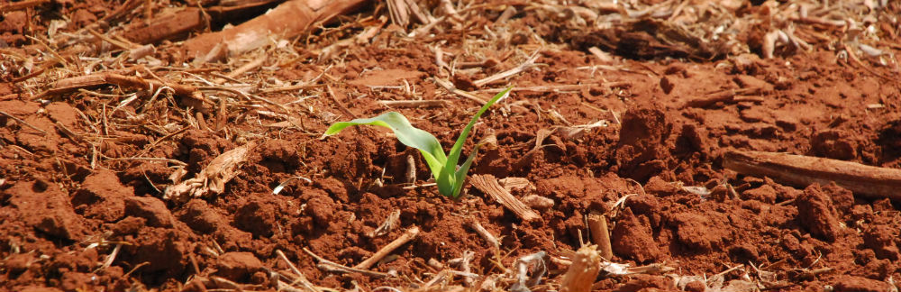 Plantio do milho segunda safra iniciado em algumas partes do Vale Parananema