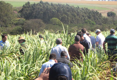 Produtores fazem tour em propriedades de cana para avaliação de produtos