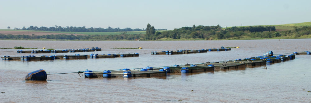 Veja no hotsite notícia sobre participação do IAC na Coopershow