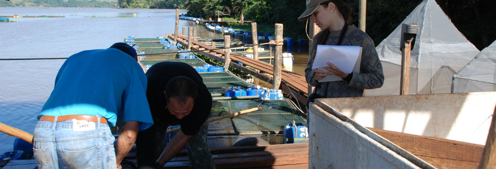 Viabilidade da ração Coopermota para peixes é comprovada em experimento