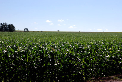 Condições climáticas atuais impulsionam estimativas  de bom potencial produtivo para o milho na região