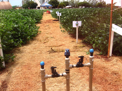 Coopermota implanta sistema de gotejamento subterrâneo pioneiro para o setor de grãos
