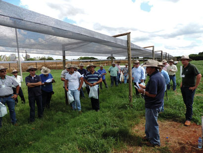 Milho cultivado no Campo de Difusão de Tecnologia da  Coopermota é avaliado por técnicos em tour regional