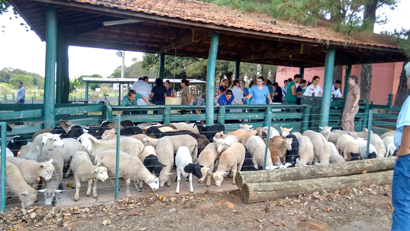 Animais são recebidos em confinamento para Campeonato Cordeiro Paulista