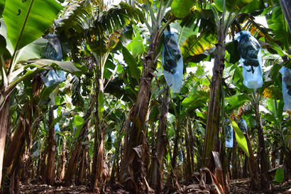 Grupo de trabalho da Secretaria de Agricultura estudará ações para aumentar a produtividade da banana no Estado