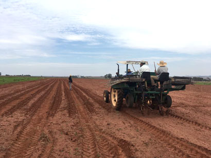 Coopermota e IAC firmam parceria para cultivo em Campos Novos Paulista