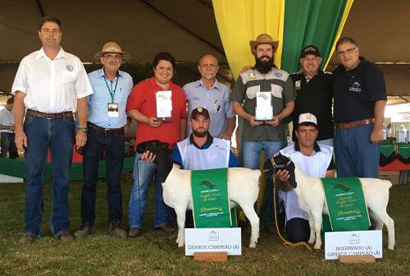 CooperShow reúne mais de 150 animais em campeonato de criadores de ovinos