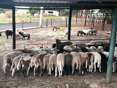 Mais de 100 cordeiros são recebidos para o Campeonato Cordeiro Paulista