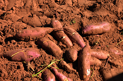 Bom manejo e insumos adequados resultam em boa produção de batata doce