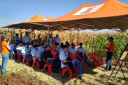 Visita técnica no Campo de Difusão avalia novos híbridos para a região