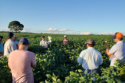 Dia de campo avalia resultados em soja na região de Ribeirão do Sul