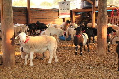 Iniciado campeonato de confinamento de cordeiros alimentados com nutrição Coopermota