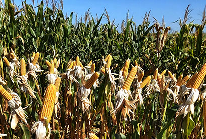 Período de adversidade climática evidencia importância do manejo correto