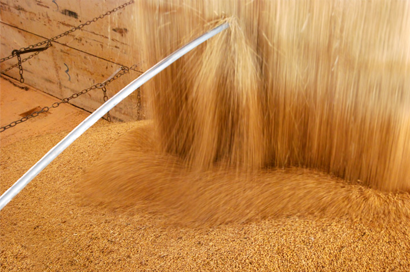 Aumento do preço das commodities agrícolas e o risco de micotoxinas na suinocultura