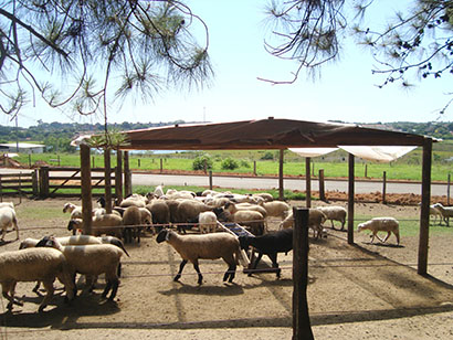 Campeonato avalia cordeiros alimentados com ração da Coopermota