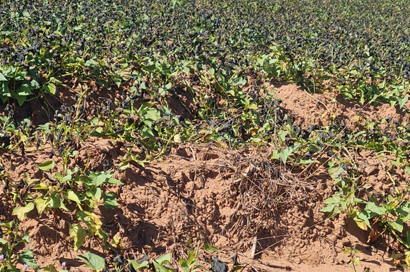 Efeito das geadas pode frear PIB da agropecuária no 3º trimestre, diz CNA