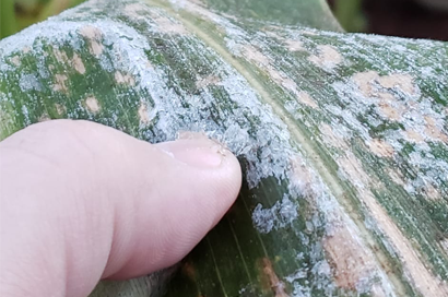 O frio polar chegou: veja onde vai ter neve, geada e chuva nos próximos dias