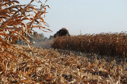 Seguro rural protege produtores atingidos pela geada