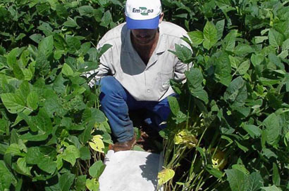 Uso do MIP e amostragem a campo são ferramentas para o produtor economizar com defensivos