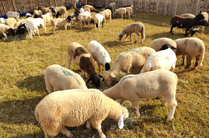 Coopermota amplia marca Candú e inclui cortes de cordeiro em sua linha de carnes