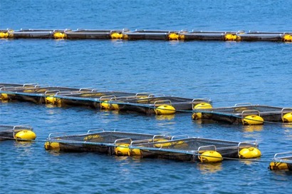 Piscicultura: Coopermota realiza os primeiros alojamentos de peixes no Paraná