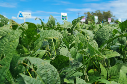 Dia de campo de fungicidas apresenta resultados de associações de produtos