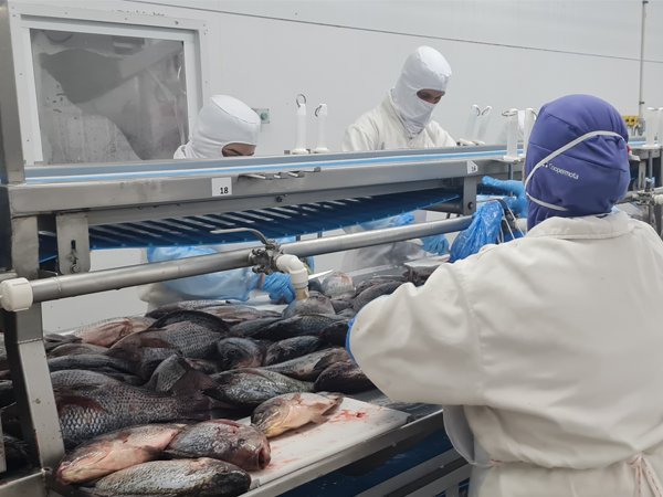 Exportações de peixes de cultivo crescem 48% no primeiro trimestre de 202