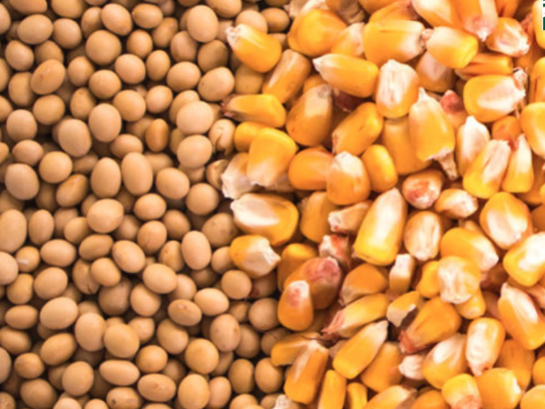 USDA confirma área de milho 5% maior nos EUA para safra 25/26 e 4% menor para soja