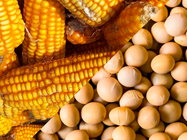 USDA mantém projeções para soja e milho