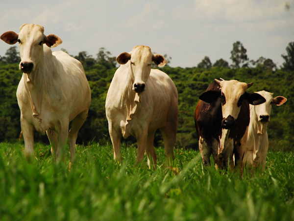 Como a Biotecnologia está modernizando o bem-estar animal no Agronegócio