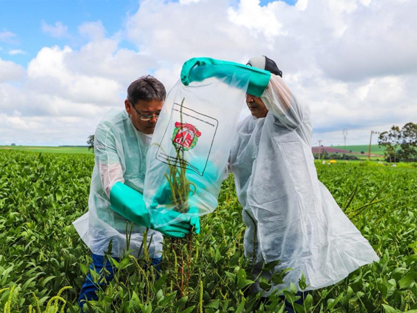 Governo de SP institui plano para erradicação do caruru-gigante e reforça atuação no enfrentamento