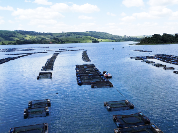 São Paulo estabelece medidas sanitárias para proteger a tilapicultura contra risco de vírus letal