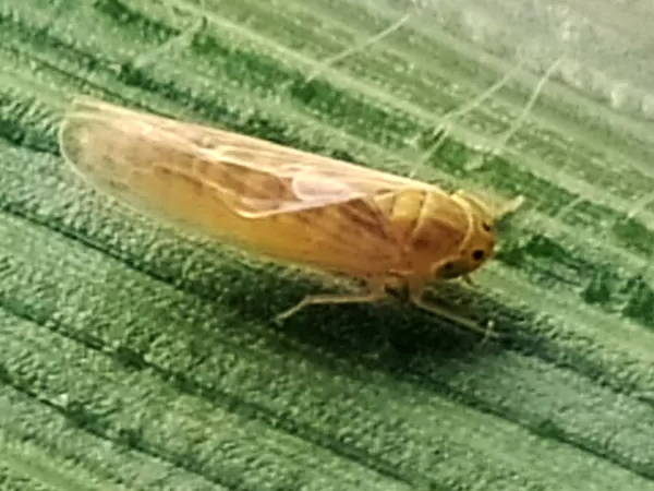 Cigarrinha-do-milho causa prejuízo de 25,8 bilhões de dólares ao País em quatro anos